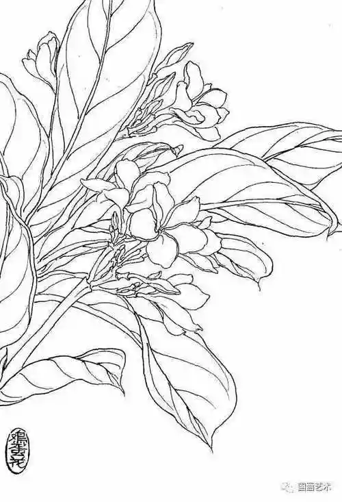 素材一组线描花卉值得收藏