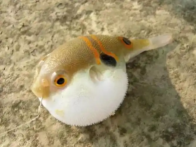 (图源于网络)进步的速度永远跟不上膨胀的速度.