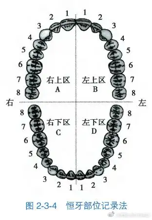 临床牙位记录法