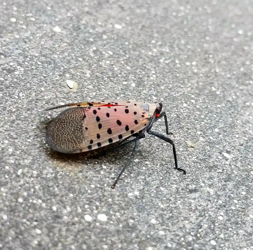 花姑娘 斑衣蜡蝉是同翅目蜡蝉科的昆虫,民间俗称"花姑娘"," - 抖音