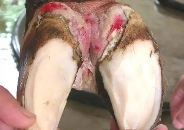 四,腐蹄病,污秽蹄或蜂窝织炎也叫趾间蜂窝织炎,趾间坏死杆菌病.