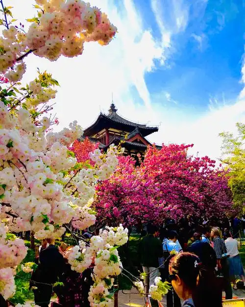 古色古香 拍摄于西安青龙寺的樱花广场