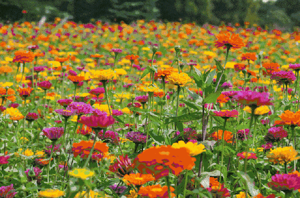 百花齐放展风彩,一花一诗抒情怀.《咏百花之二》花海篇. - 美篇