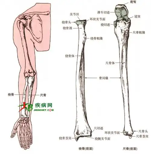 下端内侧有尺切迹,与尺骨的桡骨头环状关节面相关节;下端下面称腕关节