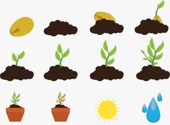 种子生长