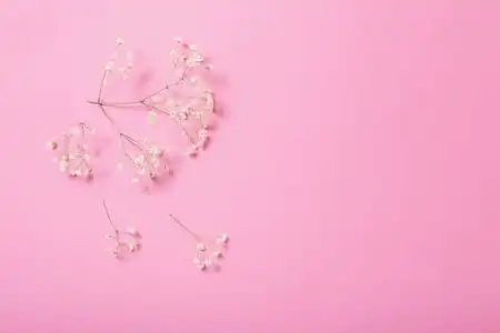 满天星粉红色图片