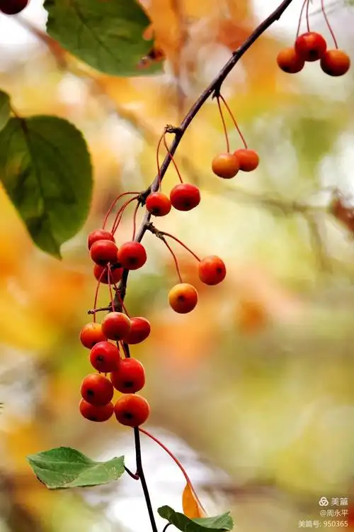 海棠花美果亦美