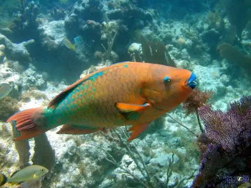 国外选出的十大美丽海水鱼