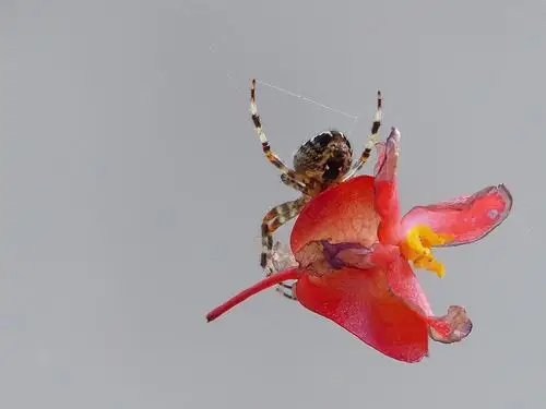 spider,blossom,bloom,begonia,nature,plant,animal