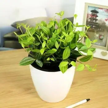 钻石翡翠吊兰盆栽 小绿植室内观叶植物绿翡翠绿植室内花卉 懒人盆 含