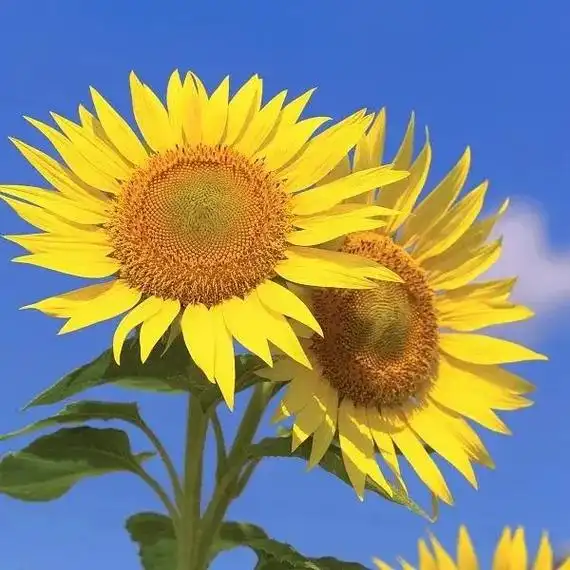 一把小雏菊,一只向日葵,一束花,一个祝福,一菊(举)夺葵(魁 - 抖音