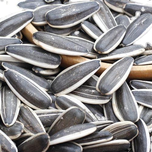 363原味熟瓜子内蒙古原味大瓜子葵花籽大颗粒生熟瓜子炒瓜子炒熟原味