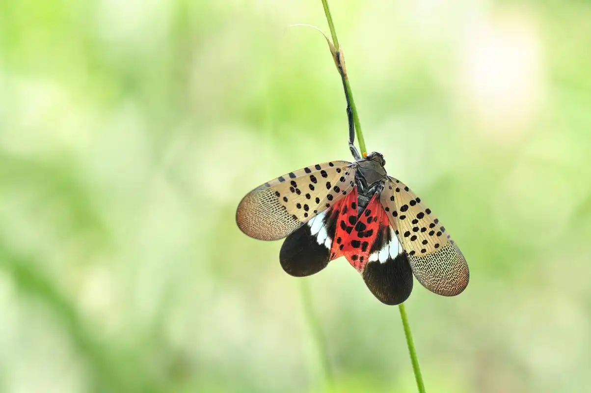 虫想衣裳花想容——斑衣蜡蝉