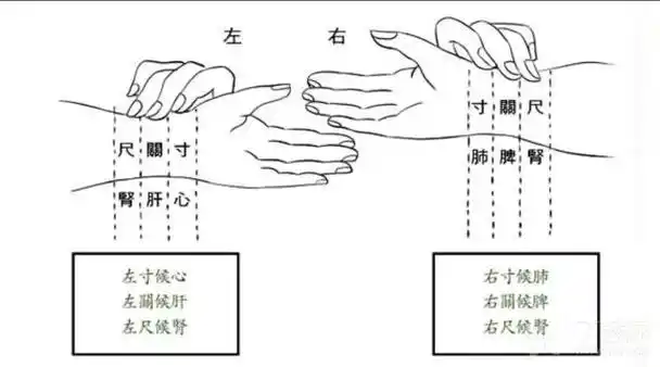 肝 肾)右手寸关尺对应(肺 脾 三焦)通过脉搏性质可分析出具体脏腑的
