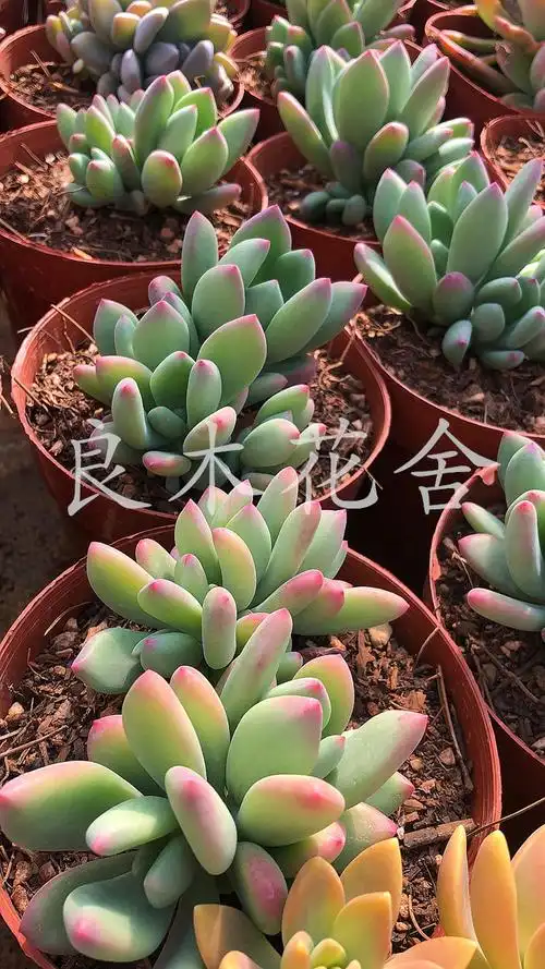 防辐射青星美人老桩多肉良木花舍办公室植物趣味盆栽多肉植物