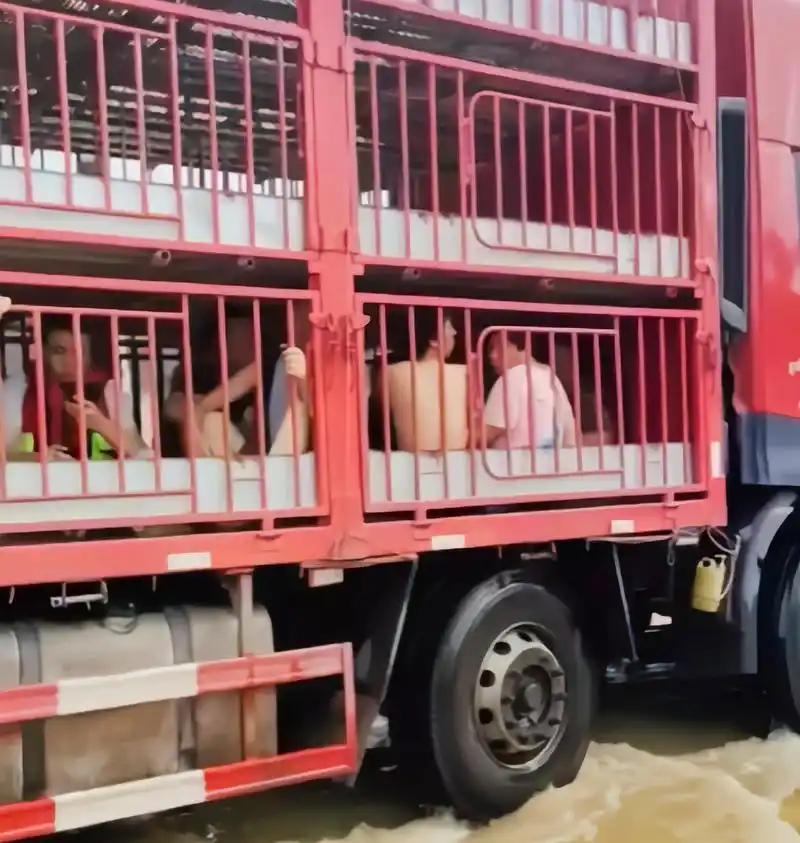 涿州洪灾 拉猪大货车成为了老百姓眼中的"诺亚方舟".