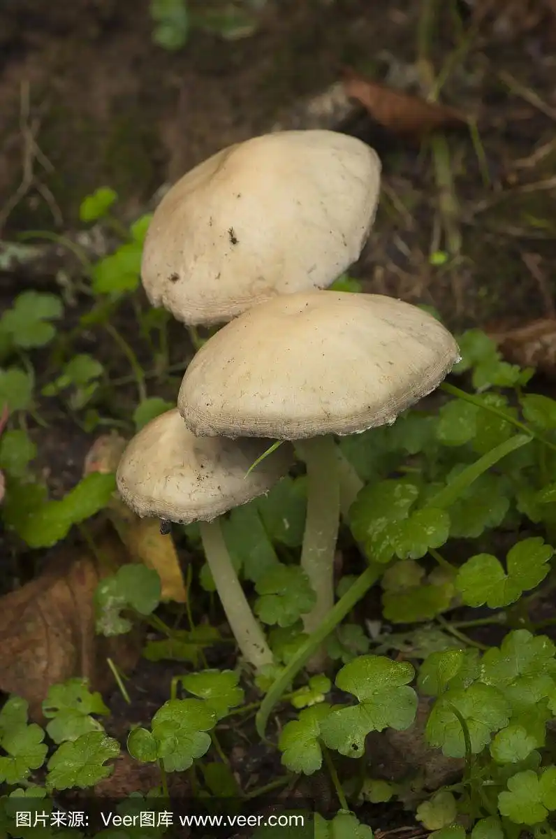 毒蘑菇,白色,自然,垂直画幅,无人