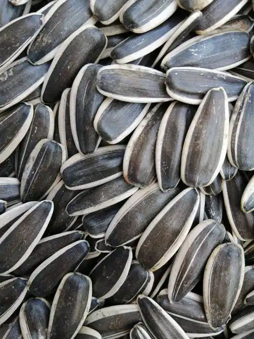 新疆精品葵花籽363,]已上新,机不可失,失不再来,各位老板快来砸单吧