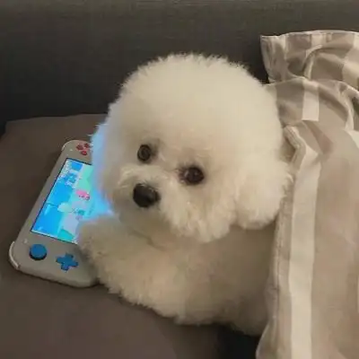 可爱萌宠头像 我好喜欢小动物,比_微信头像_我要个性网