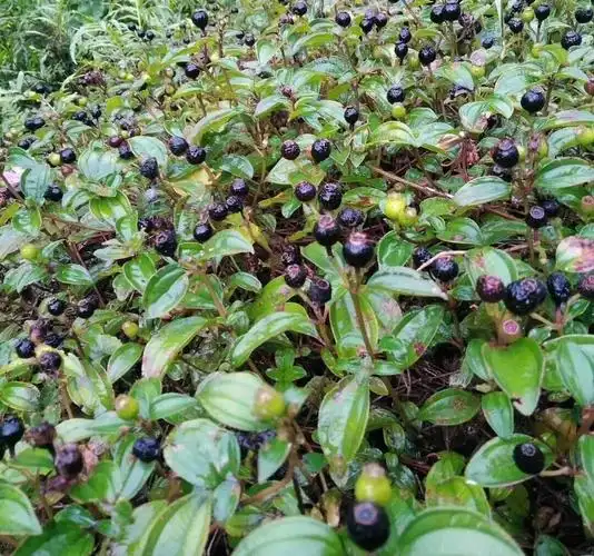 广昌秋天的野果熟了,看看你都吃过几种?