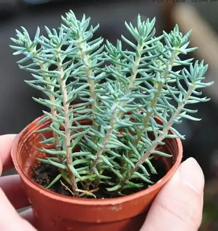 多肉植物塔松的养护方法