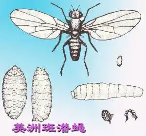 美洲斑潜蝇