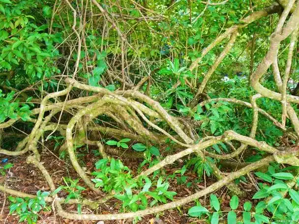 有藤的花有哪些?