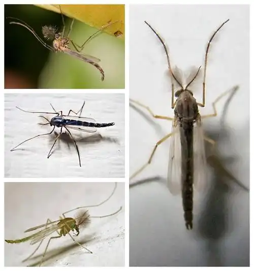 紫外线灭蚊灯里电死的是什么