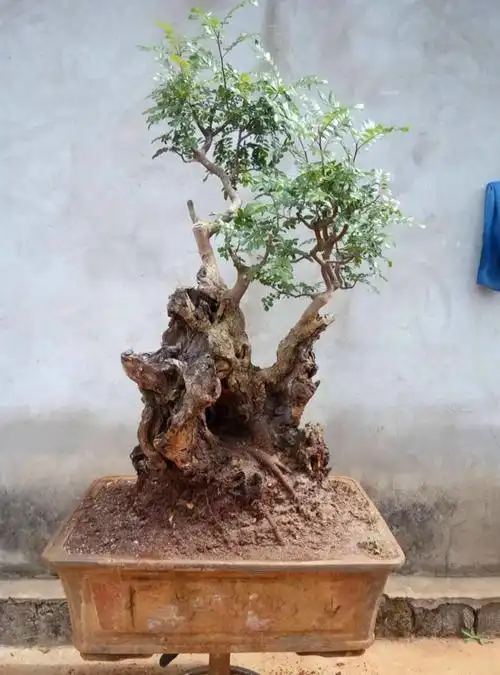 云南野生红芽清香木老桩盆景熟桩