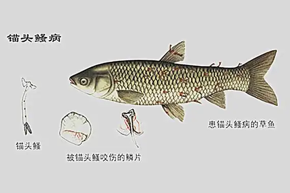 只有雌虫才寄生在鱼体上,长约1厘米. /p>