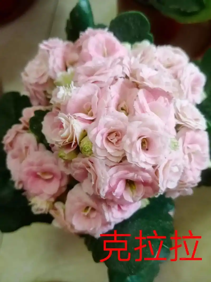 克拉拉长寿花#好看的花一定要分享给你 #赏花94听歌90 # - 抖音
