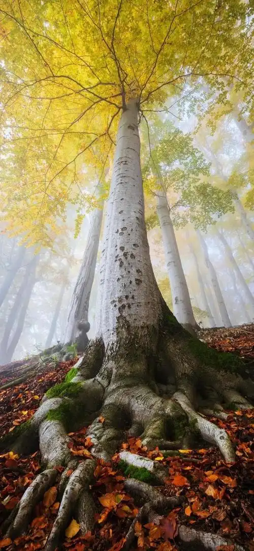 手机壁纸捷克摄影师martinrak作品森林