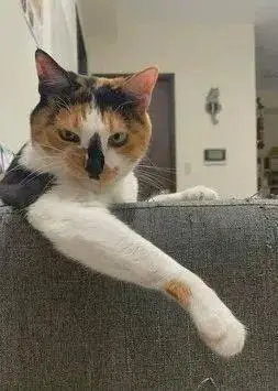 猫主子单手跨沙发背,歪嘴邪笑,萌翻网友_高清图集_新浪网