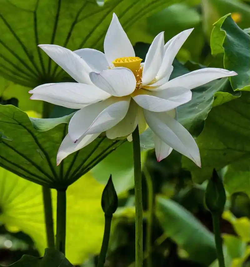 荷花开了,一朵朵荷花,紧紧依偎着碧绿滚圆的荷叶,在轻柔的雨丝 - 抖音