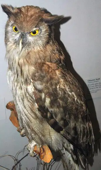 dusky horned owl