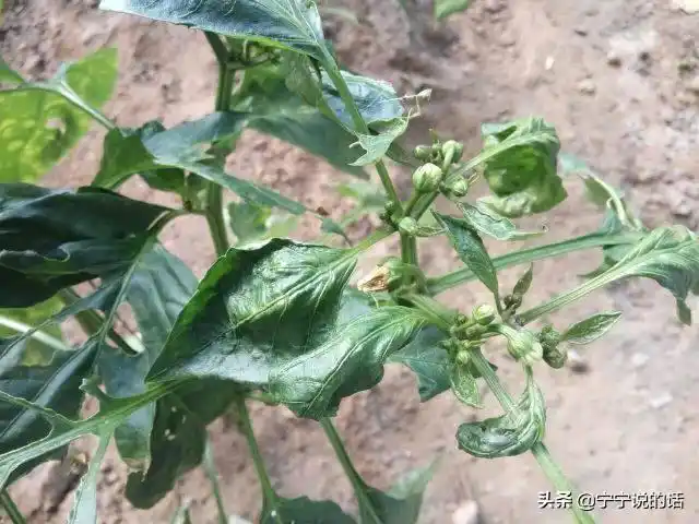 辣椒发生肥害怎么办?