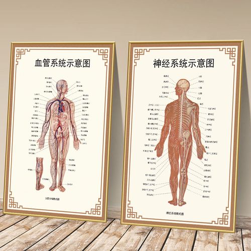 人体神经系统示意图全身脊柱器官结构解剖挂画医学院知识布置海报