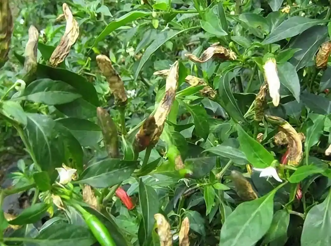 不妨试试这3招 辣椒炭疽病是一种常见的病害,主要危害果实和叶片,也可