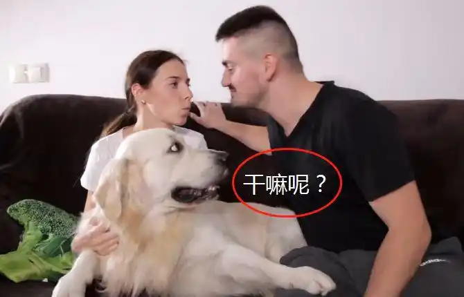 主人在金毛眼前撒狗粮结果却悲剧了考虑到下单身汪吧