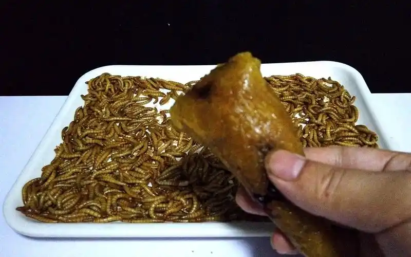 端午节来了,面包虫 vs 粽子,它们会爱吃吗?