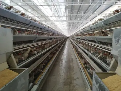 现代化养鸡场
