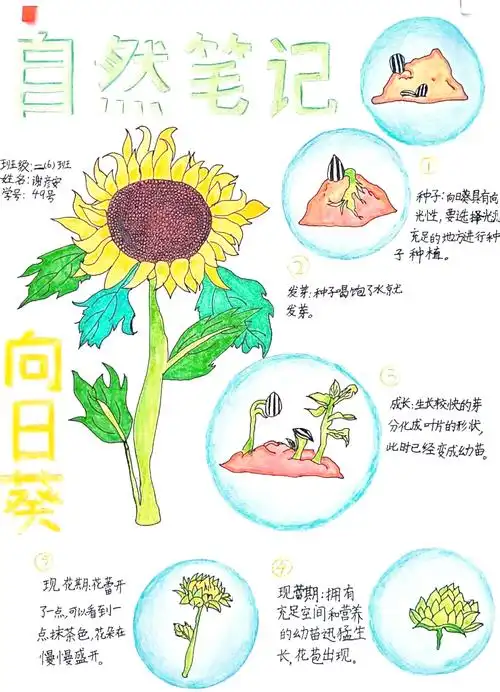 南宁市翡翠园学校:自然笔记展示与多学科融合的探索之旅