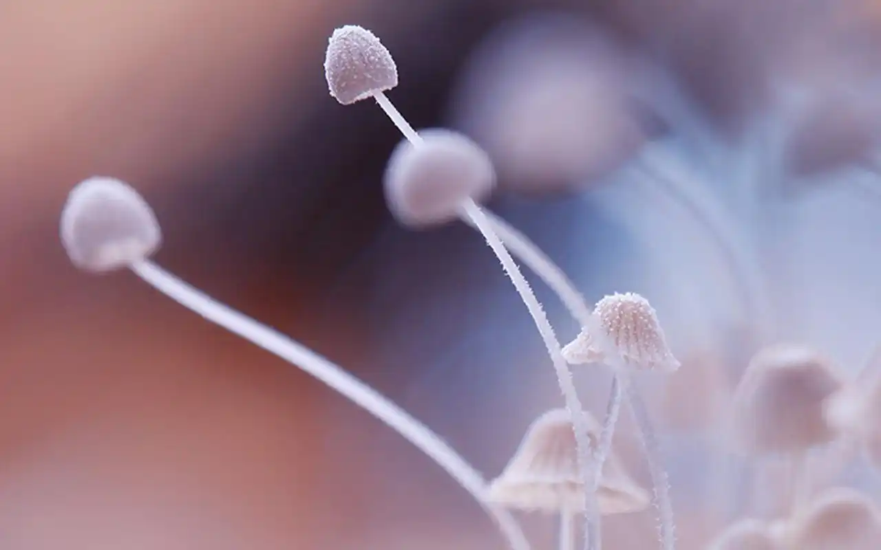 小巧精致的蘑菇唯美高清桌面壁纸