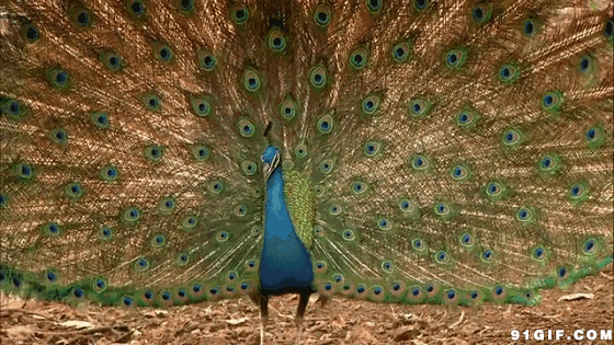 《孔雀开屏.五首》(原创)