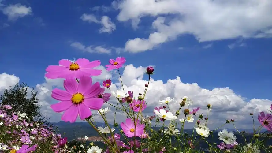 蓝天白云格桑花