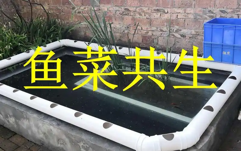 农村小伙花150元用pvc管打造的鱼菜共生系统,既能过滤又能种菜!
