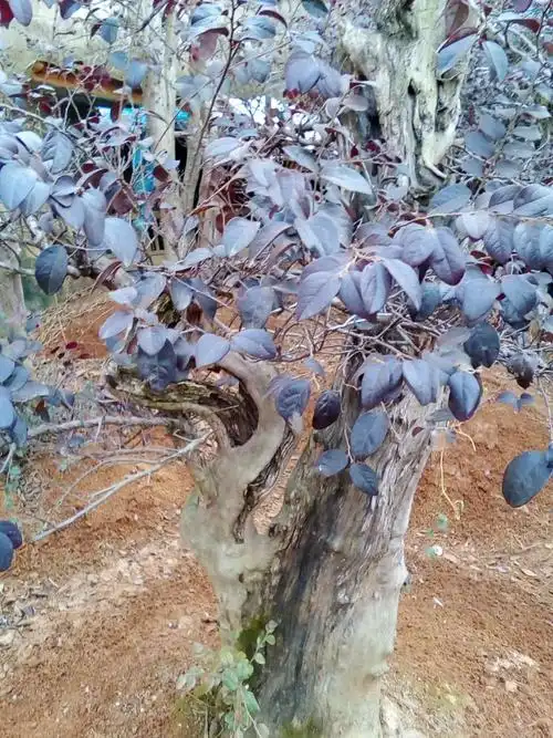 红花继木树出售