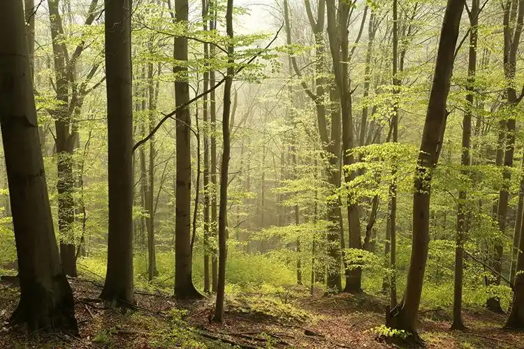 森林,树,大自然壁纸,照片,下载
