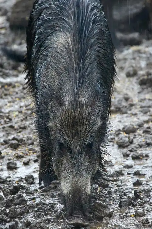 女性在泥地里的野生猪