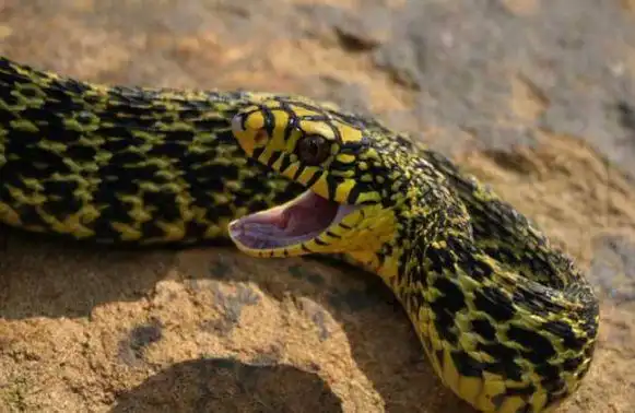 菜花蛇的生活习性和养殖方法_农村养殖网kkbyx.com.cn